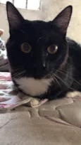 Joaquim