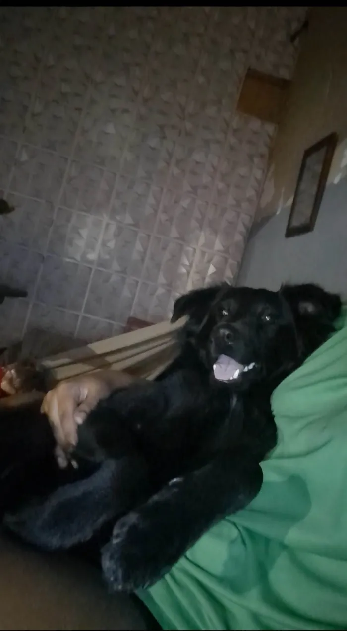 Cachorro ra a Pastor Alemão idade 7 a 11 meses nome Lua