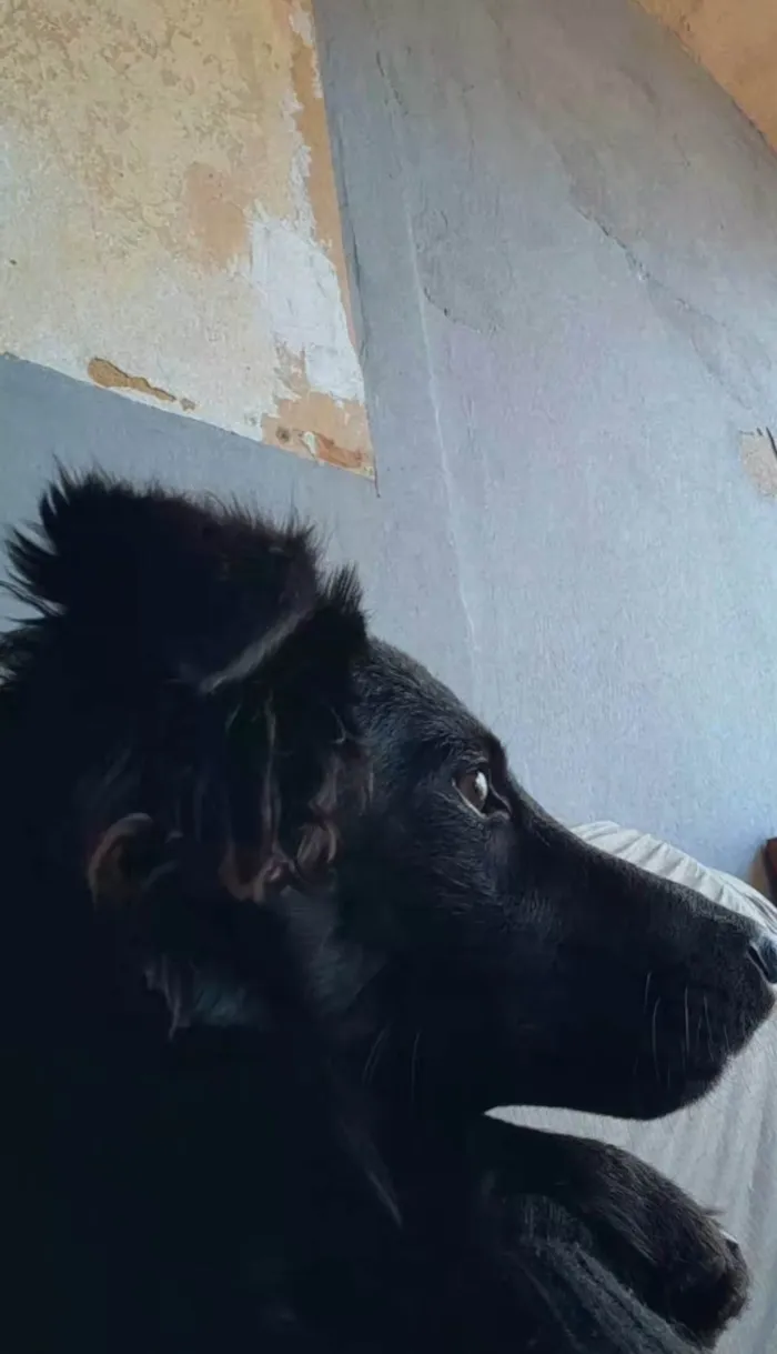 Cachorro ra a Pastor Alemão idade 7 a 11 meses nome Lua
