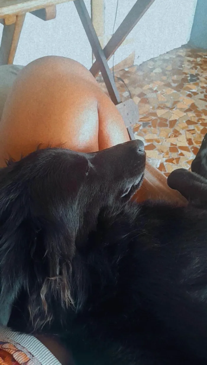 Cachorro ra a Pastor Alemão idade 7 a 11 meses nome Lua