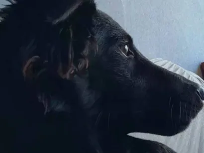 Cachorro raça Pastor Alemão idade 7 a 11 meses nome Lua