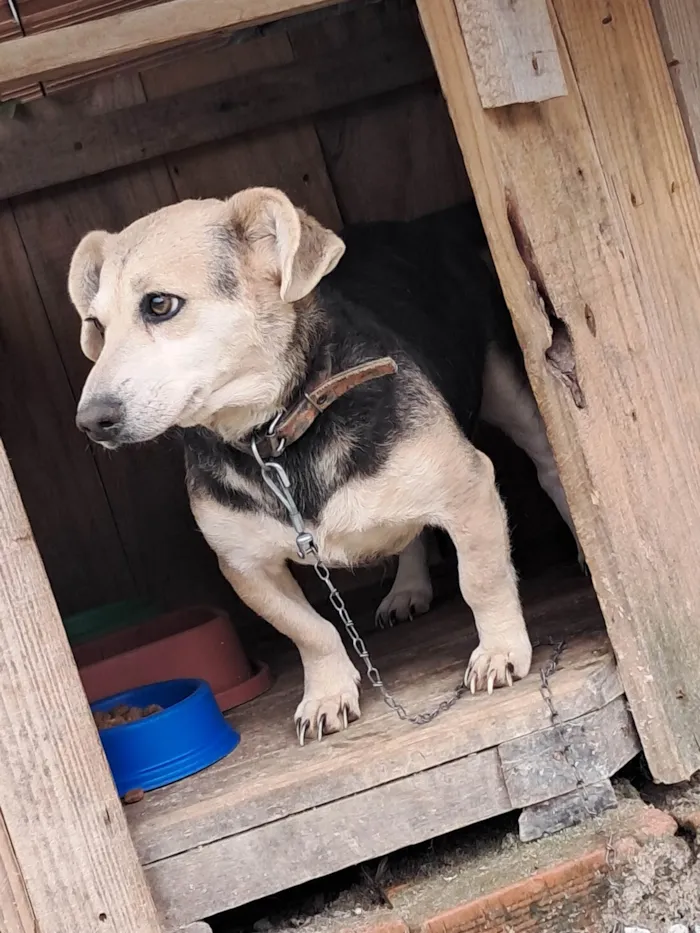 Cachorro ra a SRD-ViraLata idade 2 anos nome Pretinha 