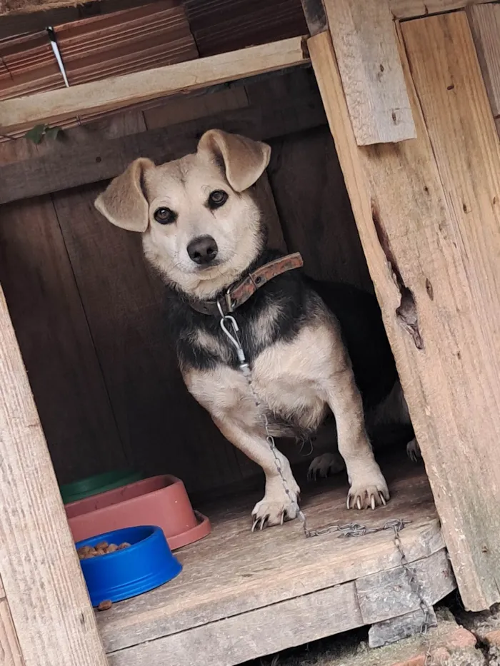 Cachorro ra a SRD-ViraLata idade 2 anos nome Pretinha 