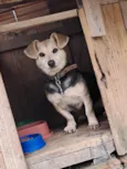 Pretinha