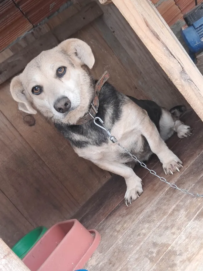Cachorro ra a SRD-ViraLata idade 2 anos nome Pretinha 