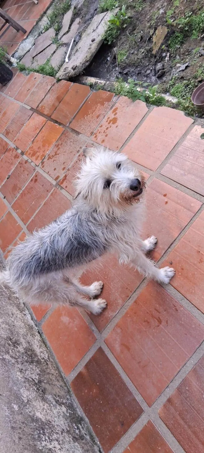 Cachorro ra a SRD-ViraLata idade 4 anos nome Luna 