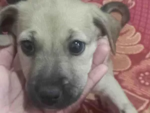 Cachorro raça SRD-ViraLata idade 2 a 6 meses nome Não tem nome 