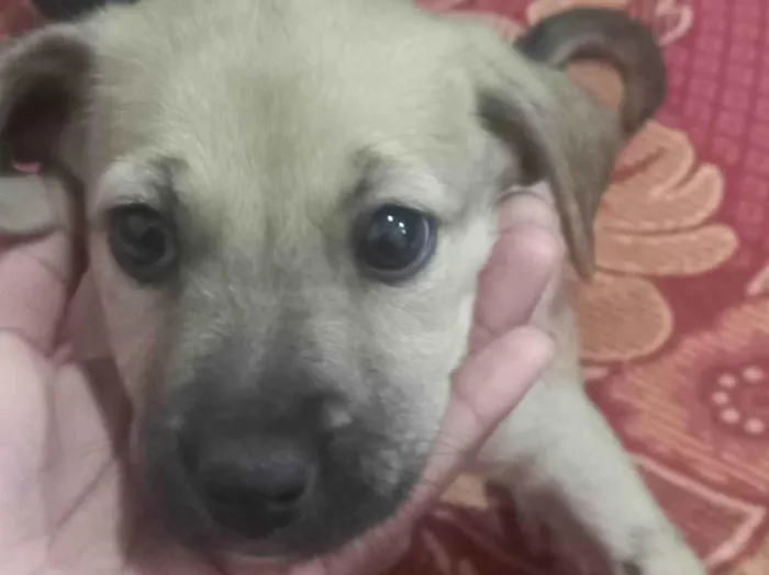 Cachorro ra a SRD-ViraLata idade 2 a 6 meses nome Não tem nome 