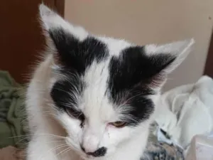 Gato raça SRD-ViraLata idade 7 a 11 meses nome Safira