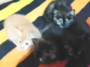 Gato raça SRD-ViraLata idade Abaixo de 2 meses nome Gatos