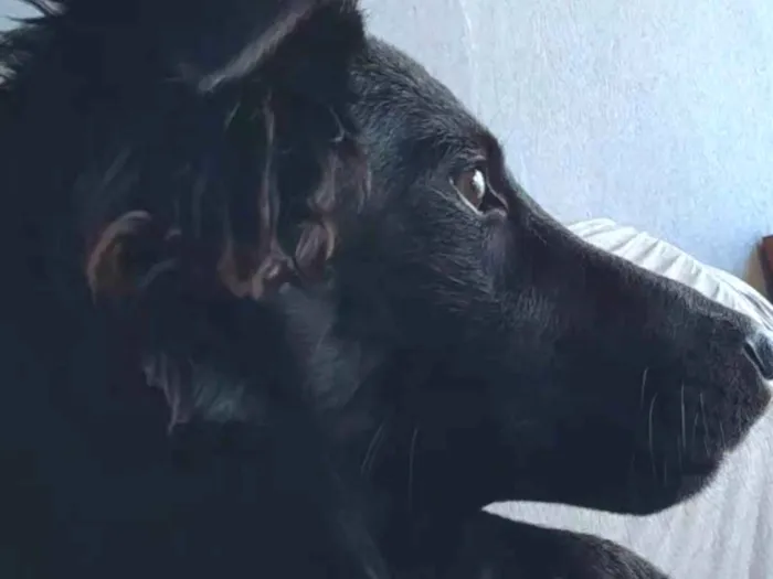 Cachorro ra a Pastor Alemão idade 7 a 11 meses nome Lua
