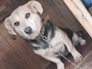 Cachorro raça SRD-ViraLata idade 2 anos nome Pretinha 