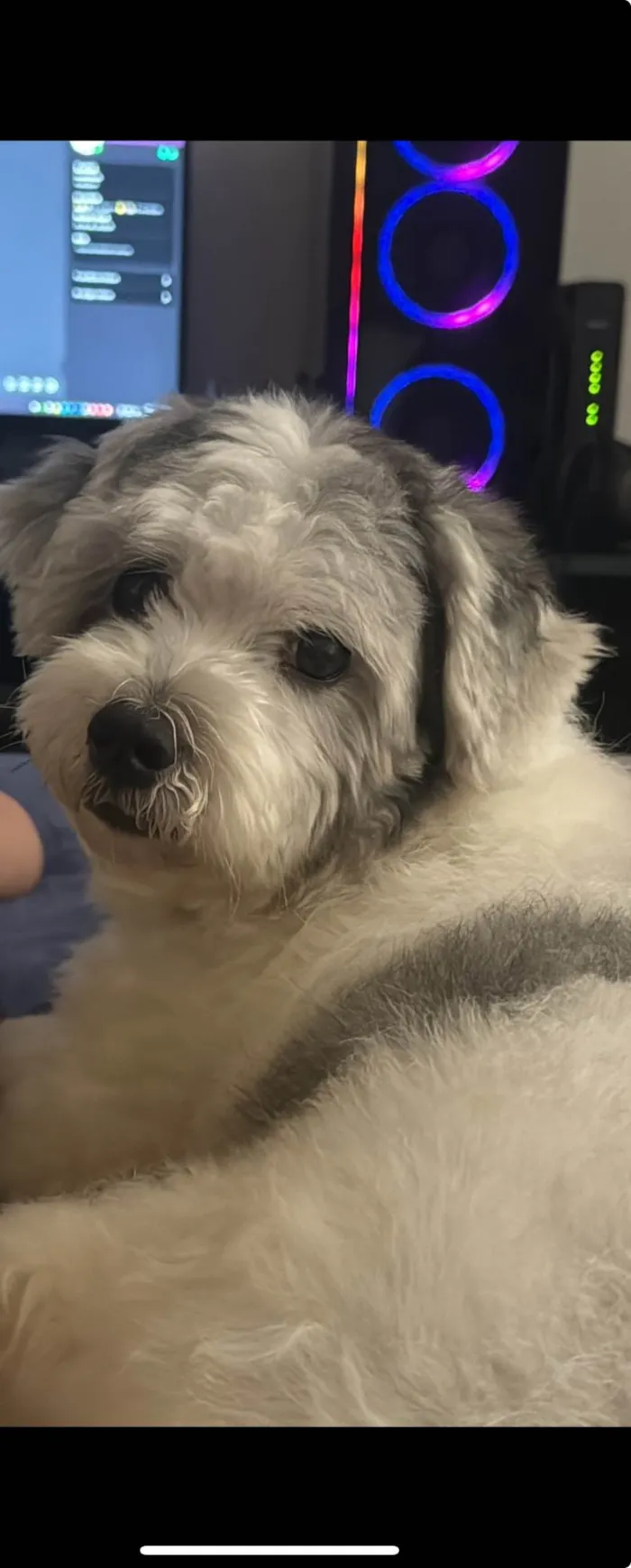 Cachorro ra a SRD-ViraLata idade 2 anos nome Júnior 