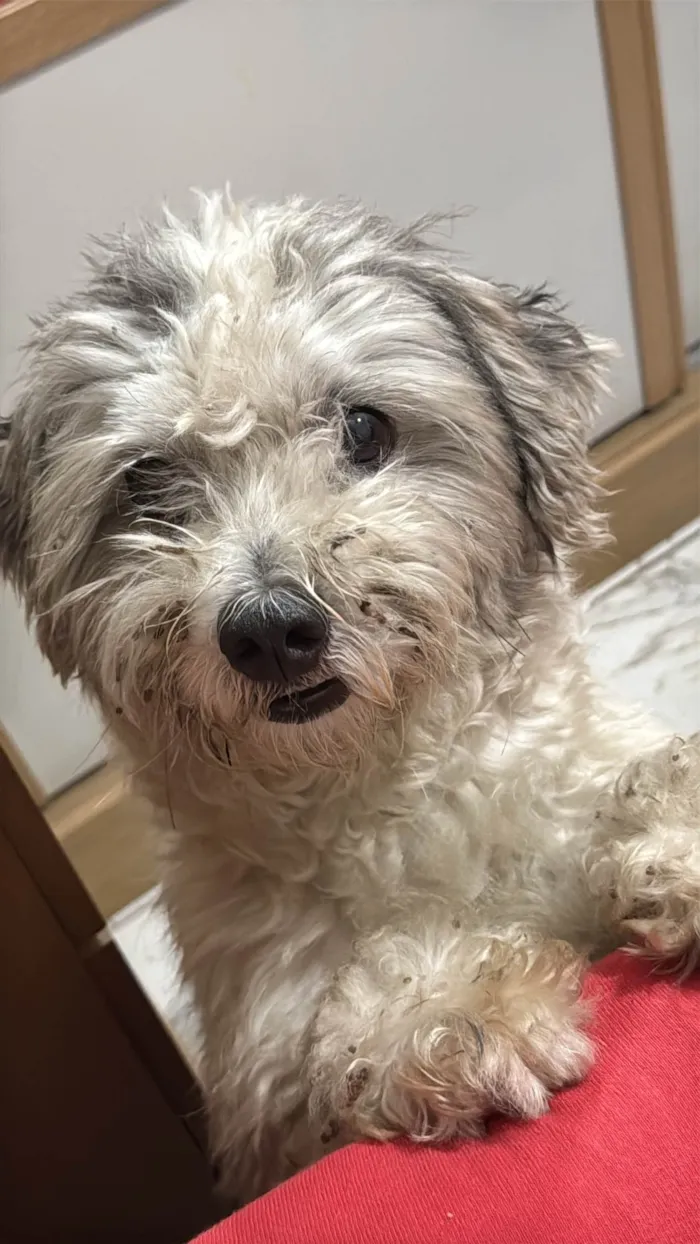 Cachorro ra a SRD-ViraLata idade 2 anos nome Júnior 