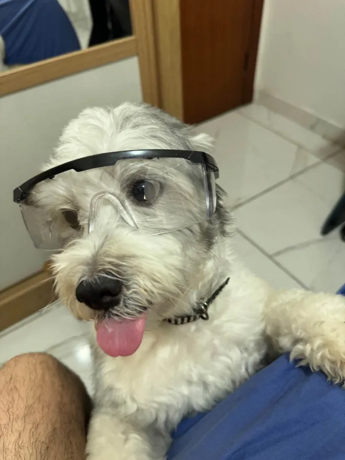 Cachorro ra a SRD-ViraLata idade 2 anos nome Júnior 