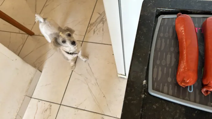 Cachorro ra a SRD-ViraLata idade 2 anos nome Júnior 
