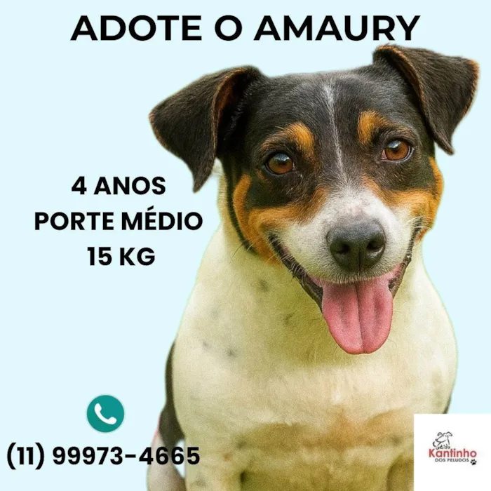 Cachorro ra a SRD-ViraLata idade 4 anos nome Amaury