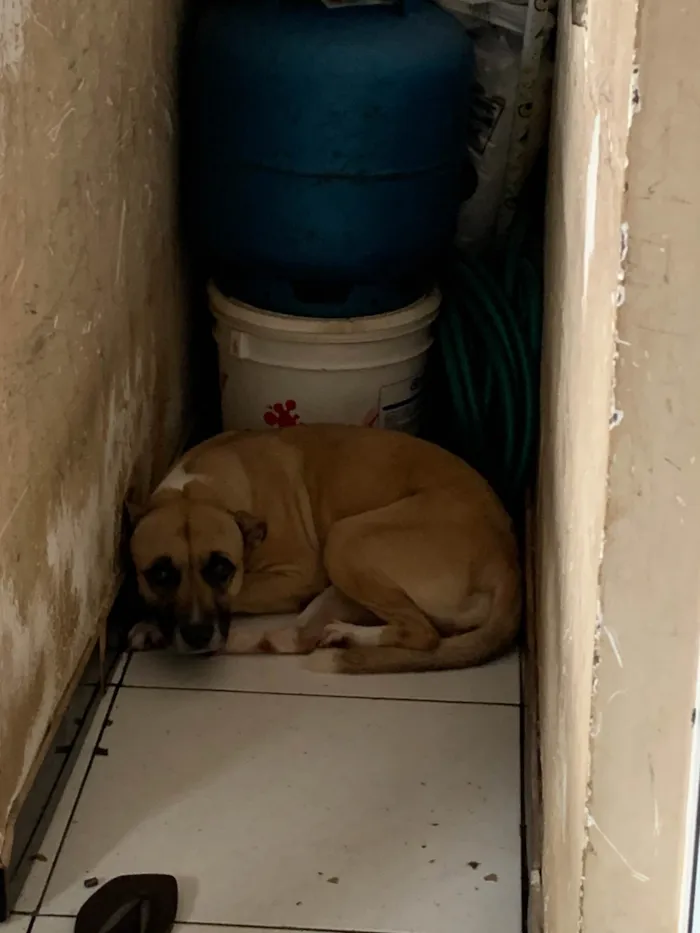Cachorro ra a SRD-ViraLata idade 3 anos nome Estrela 