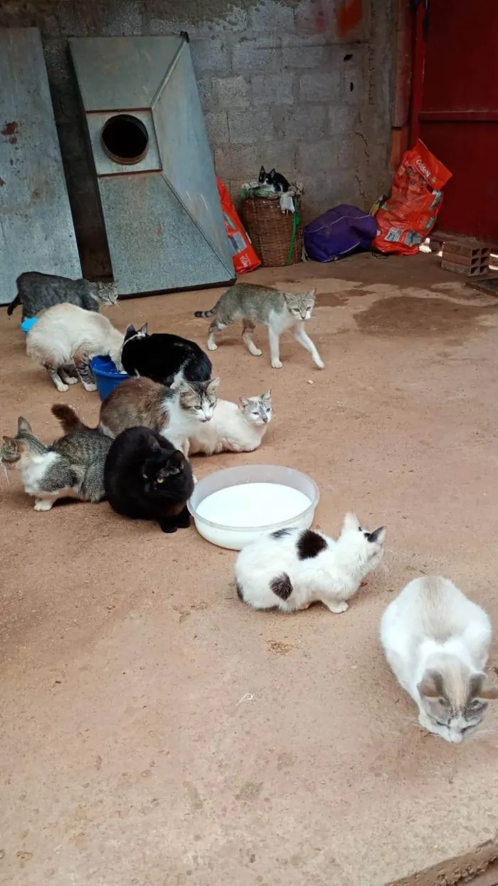 Gato ra a SRD-ViraLata idade 2 a 6 meses nome Falar com Rosangela - Whats 11 95389-9645