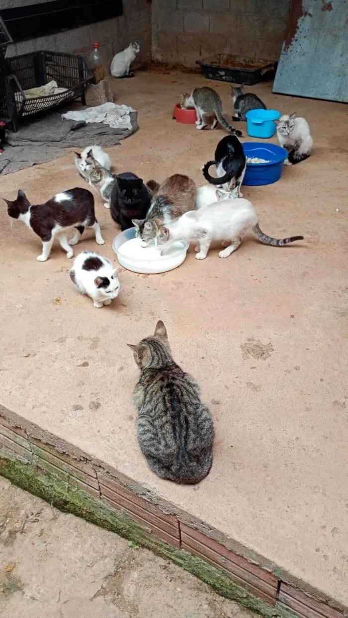 Gato ra a SRD-ViraLata idade 2 a 6 meses nome Falar com Rosangela - Whats 11 95389-9645