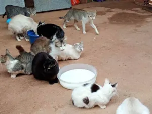 Gato raça SRD-ViraLata idade 2 a 6 meses nome Falar com Rosangela - Whats 11 95389-9645