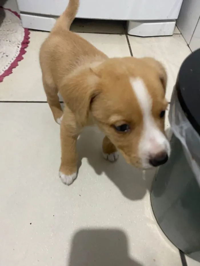 Cachorro ra a SRD-ViraLata idade Abaixo de 2 meses nome Falar com Fernanda - Whats 11 97577-8546