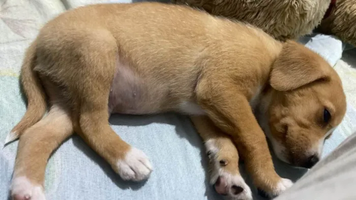 Cachorro ra a SRD-ViraLata idade Abaixo de 2 meses nome Falar com Fernanda - Whats 11 97577-8546