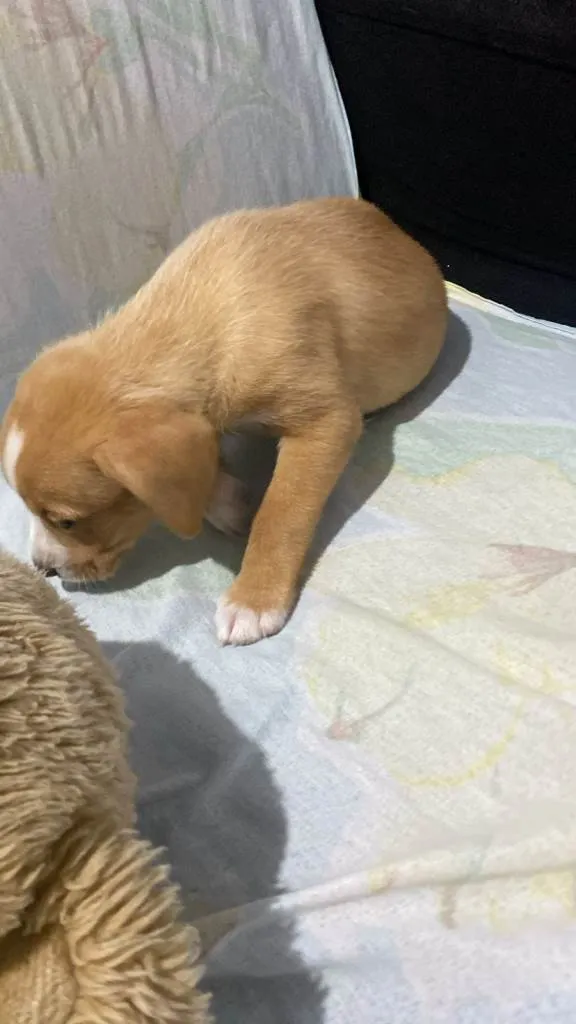 Cachorro ra a SRD-ViraLata idade Abaixo de 2 meses nome Falar com Fernanda - Whats 11 97577-8546