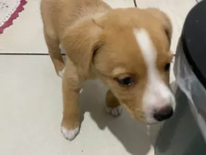 Cachorro raça SRD-ViraLata idade Abaixo de 2 meses nome Falar com Fernanda - Whats 11 97577-8546