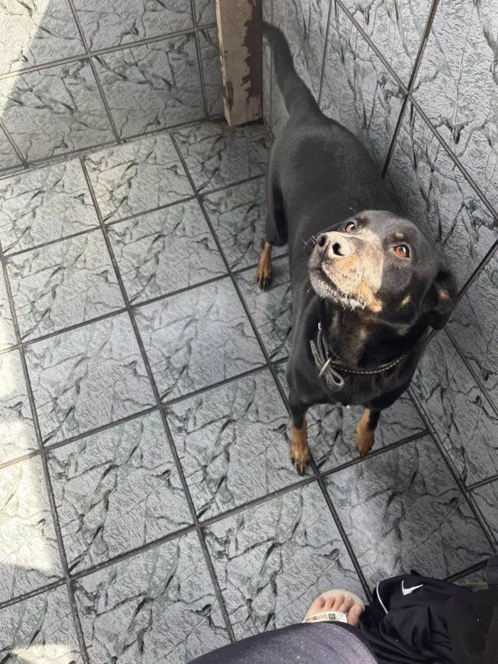 Cachorro ra a SRD-ViraLata idade 2 a 6 meses nome Falar com Larissa - Whats 11 99202-9131