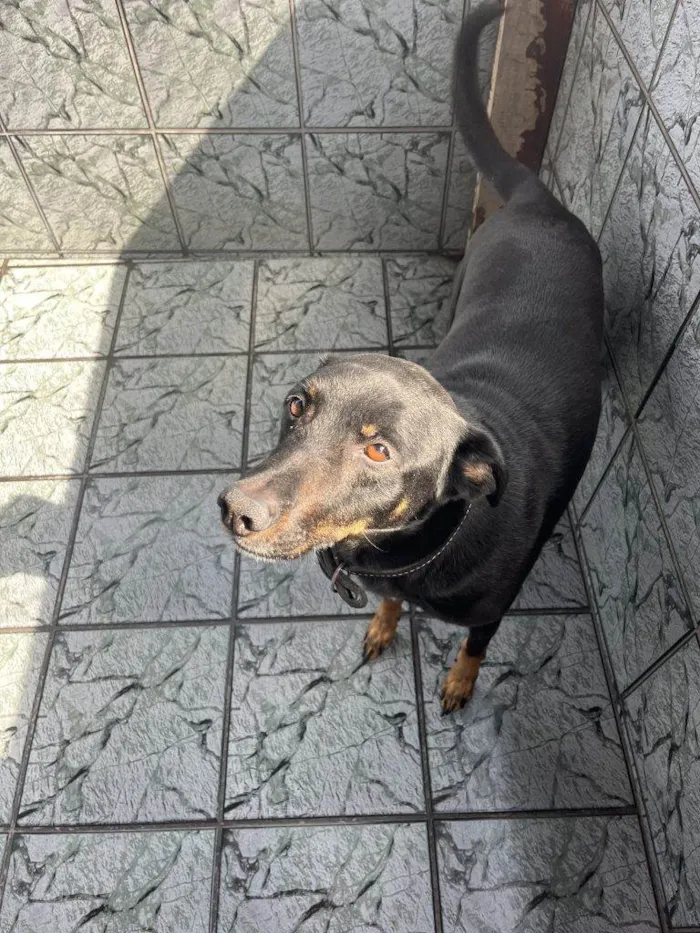 Cachorro ra a SRD-ViraLata idade 2 a 6 meses nome Falar com Larissa - Whats 11 99202-9131