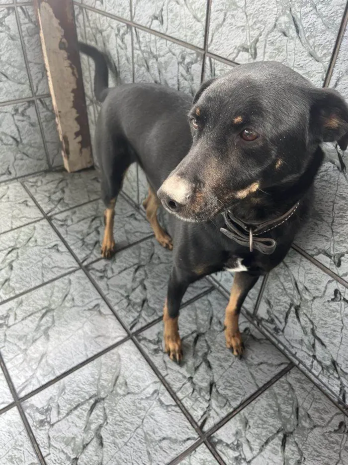 Cachorro ra a SRD-ViraLata idade 2 a 6 meses nome Falar com Larissa - Whats 11 99202-9131