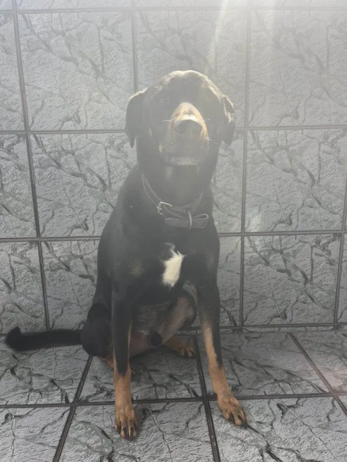 Cachorro ra a SRD-ViraLata idade 2 a 6 meses nome Falar com Larissa - Whats 11 99202-9131