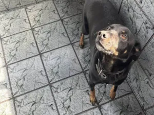 Cachorro raça SRD-ViraLata idade 2 a 6 meses nome Falar com Larissa - Whats 11 99202-9131