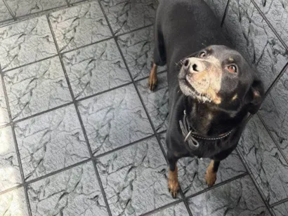 Cachorro raça SRD-ViraLata idade 2 a 6 meses nome Falar com Larissa - Whats 11 99202-9131