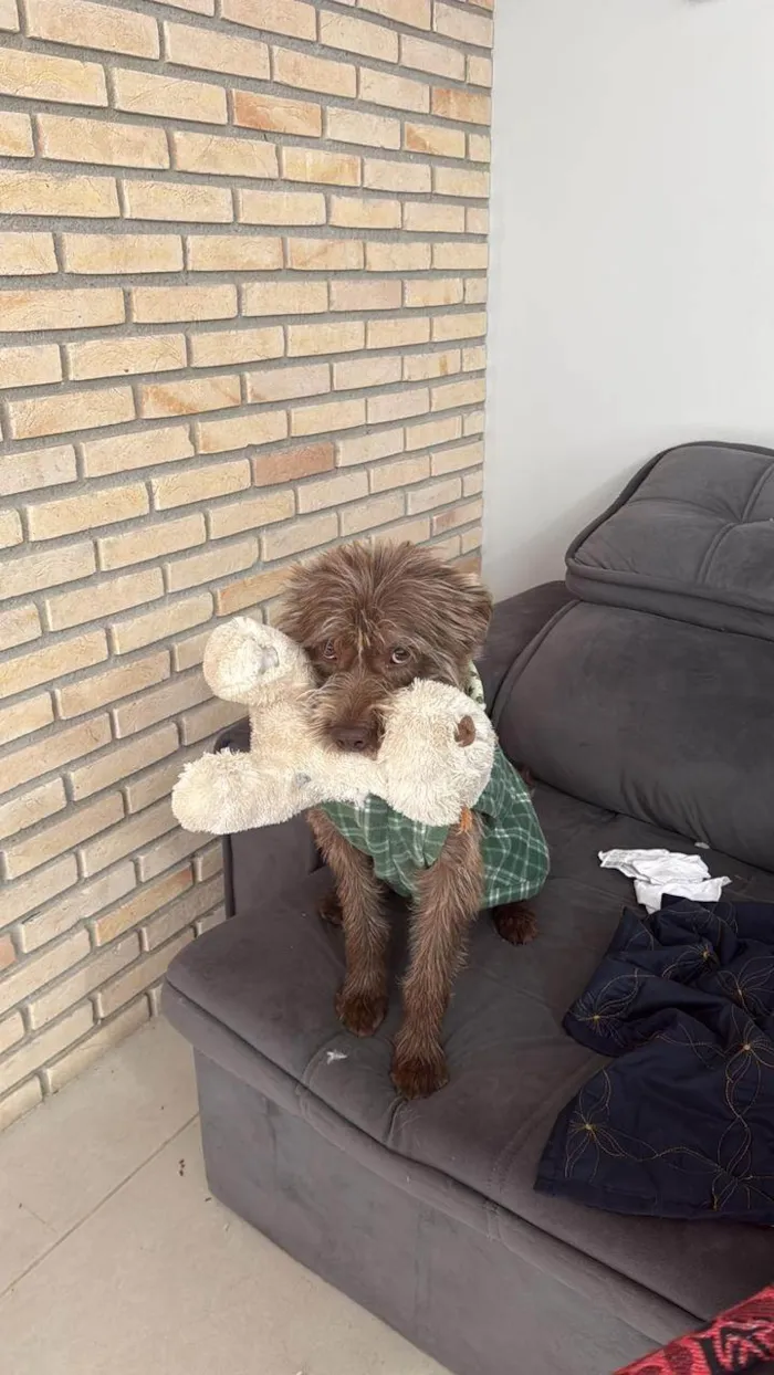 Cachorro ra a SRD-ViraLata idade 2 a 6 meses nome Falar com Kathleen - Whats 11 97374-5050