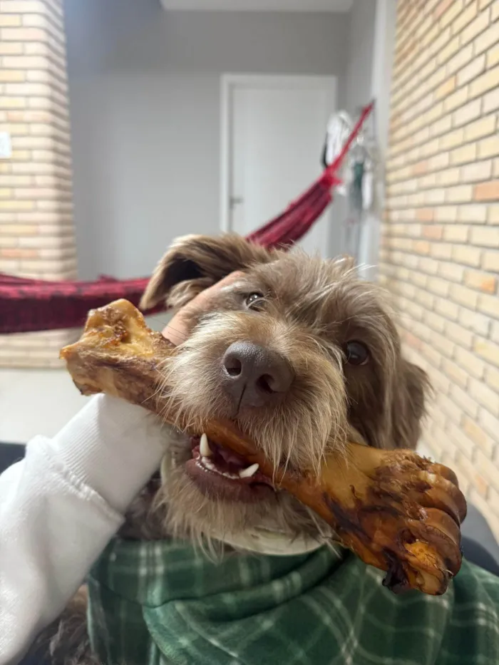 Cachorro ra a SRD-ViraLata idade 2 a 6 meses nome Falar com Kathleen - Whats 11 97374-5050