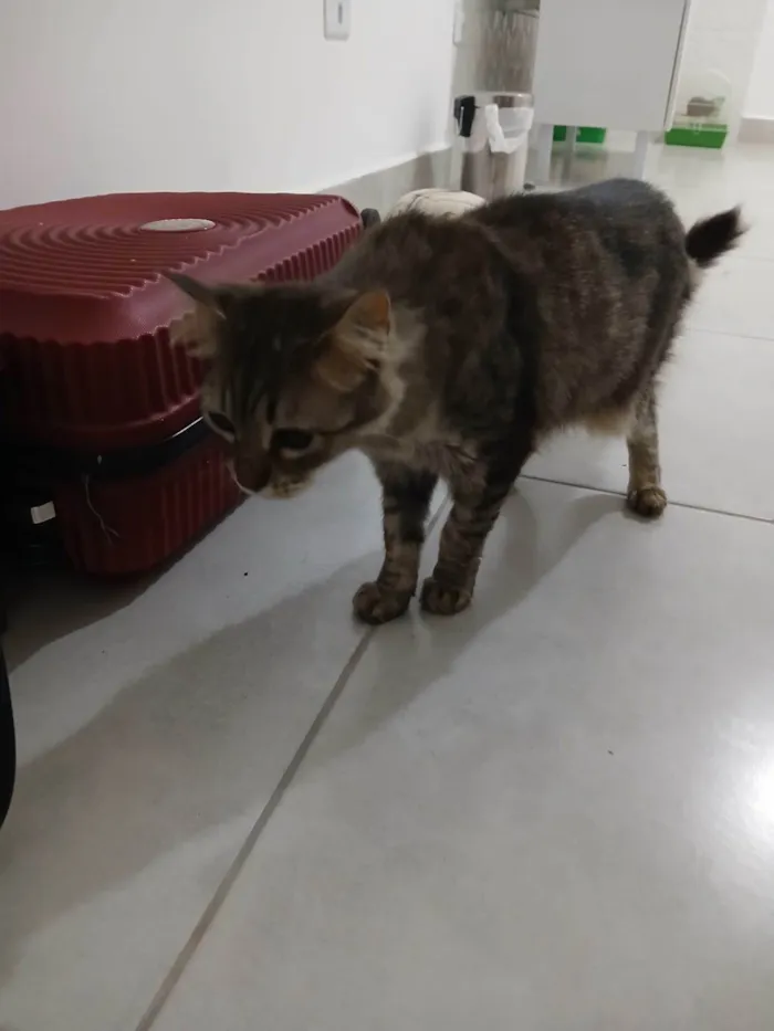 Gato ra a SRD-ViraLata idade 2 a 6 meses nome Falar com Juliana - Whats 11 98799-1709