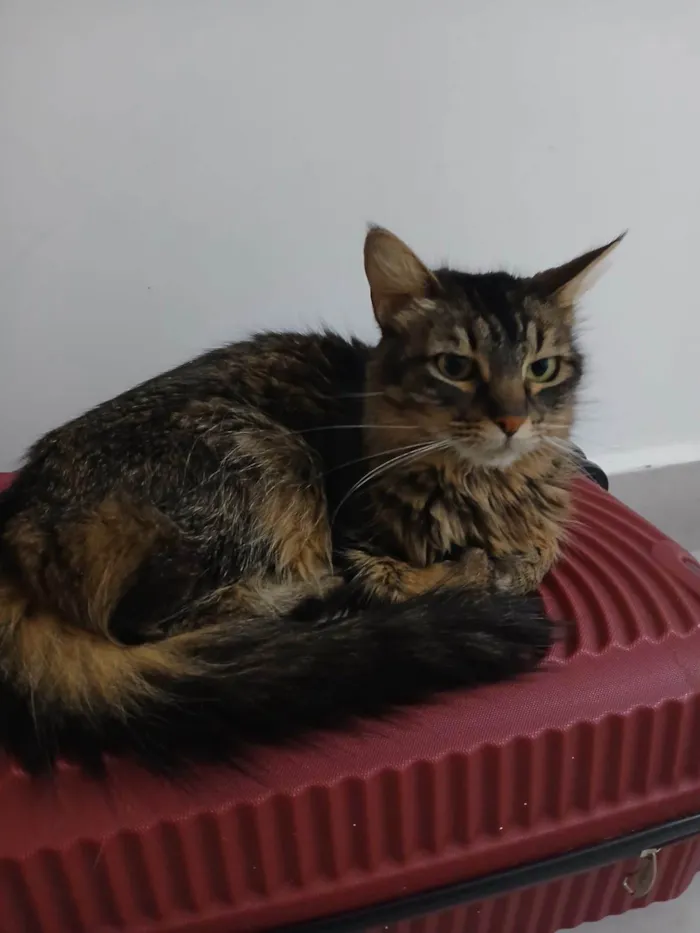 Gato ra a SRD-ViraLata idade 2 a 6 meses nome Falar com Juliana - Whats 11 98799-1709