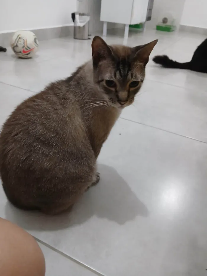 Gato ra a SRD-ViraLata idade 2 a 6 meses nome Falar com Juliana - Whats 11 98799-1709