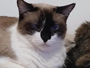 Gato raça SRD-ViraLata idade 2 a 6 meses nome Falar com Juliana - Whats 11 98799-1709