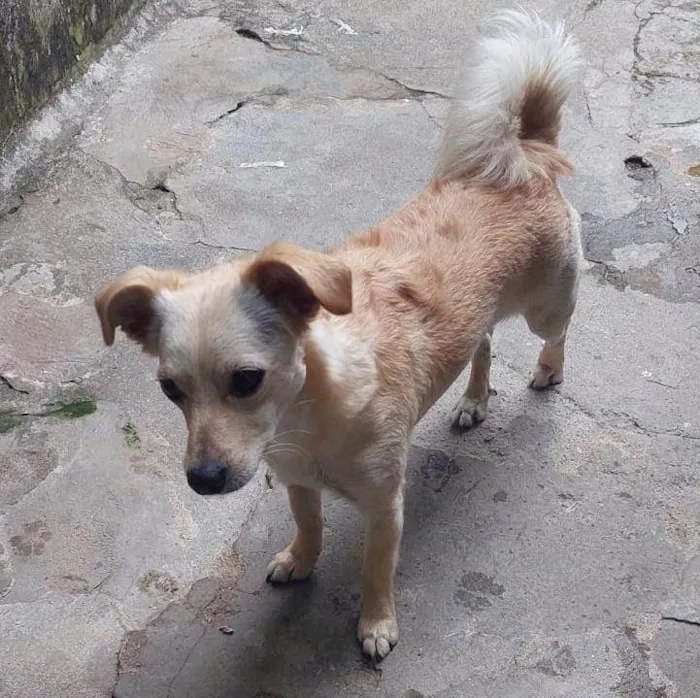 Cachorro ra a SRD-ViraLata idade 2 a 6 meses nome  Falar com Natalia - Whats 11 94913-7322