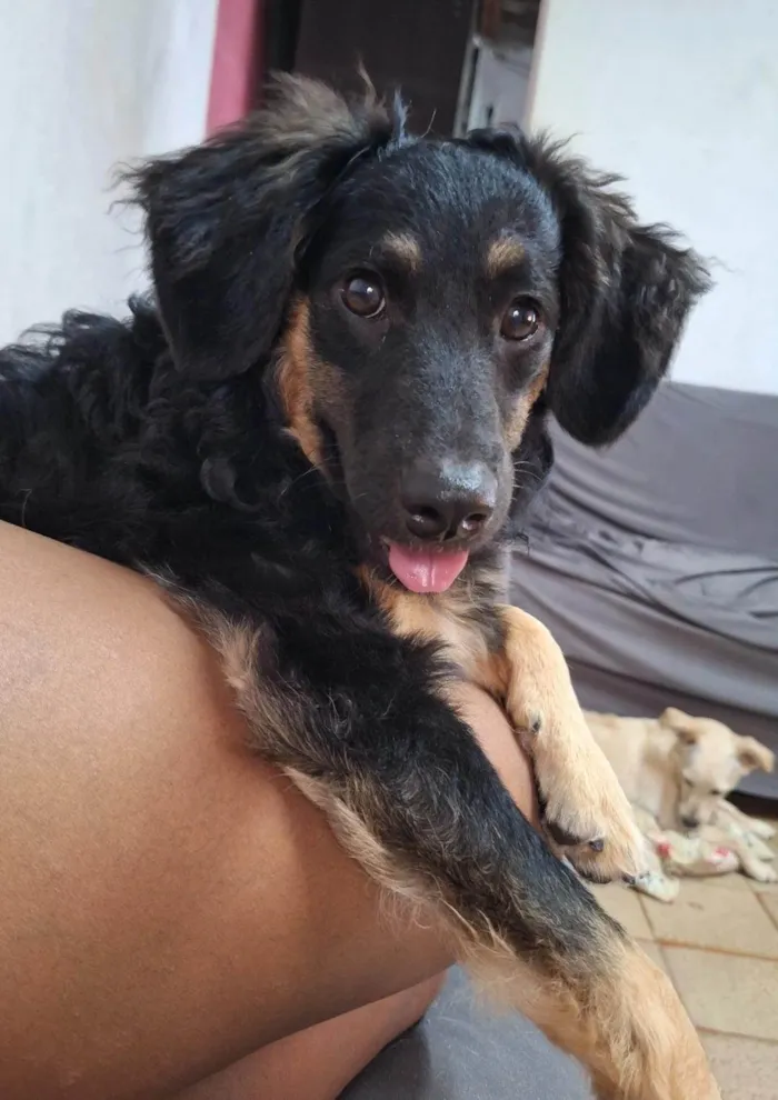Cachorro ra a SRD-ViraLata idade 2 a 6 meses nome  Falar com Natalia - Whats 11 94913-7322