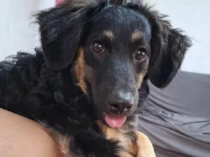 Cachorro raça SRD-ViraLata idade 2 a 6 meses nome  Falar com Natalia - Whats 11 94913-7322