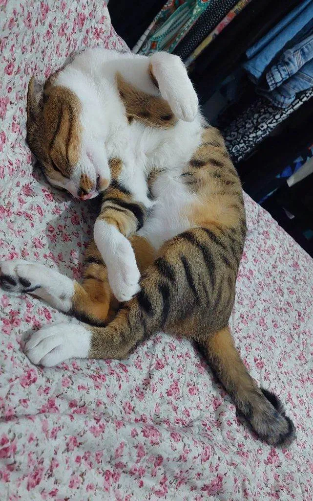 Gato ra a SRD-ViraLata idade 2 a 6 meses nome Falar com Ana - Whats 11 93021-1804