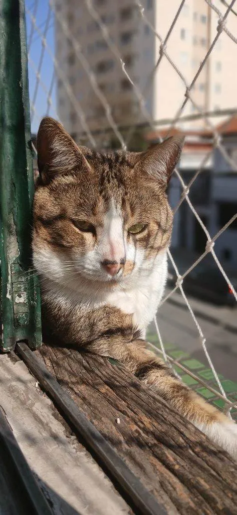 Gato ra a SRD-ViraLata idade 2 a 6 meses nome Falar com Ana - Whats 11 93021-1804