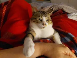 Gato raça SRD-ViraLata idade 2 a 6 meses nome Falar com Ana - Whats 11 93021-1804