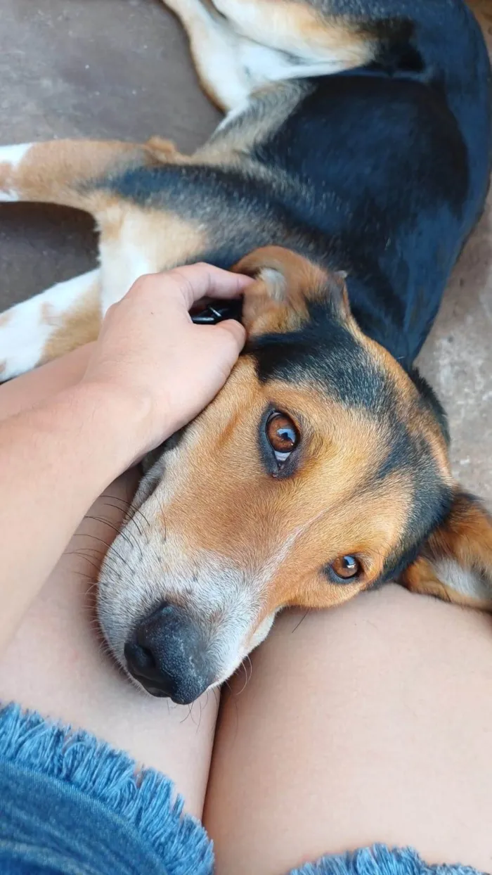 Cachorro ra a SRD-ViraLata idade 7 a 11 meses nome Bolt 