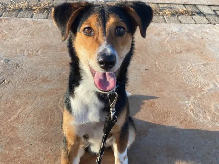 Cachorro ra a SRD-ViraLata idade 7 a 11 meses nome Bolt 