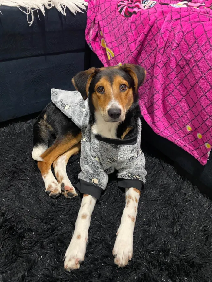 Cachorro ra a SRD-ViraLata idade 7 a 11 meses nome Bolt 
